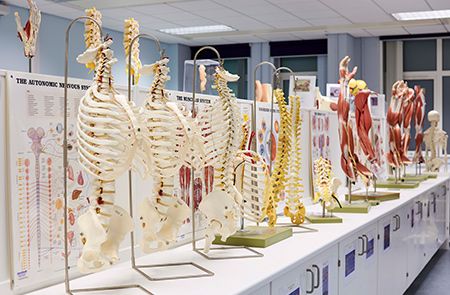 Models in the Anatomy Lab - Skeletons and muscles on arms 