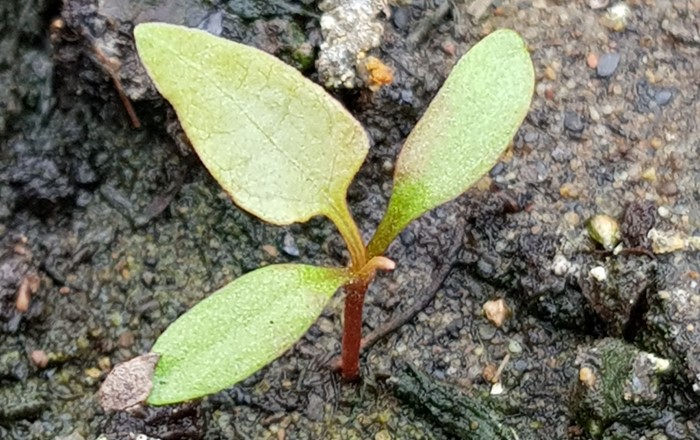 The Connolly’s knotweed seedling found at the Swansea University research site