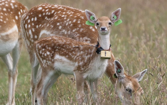 A fallow deer fawn with a dracking device around its neck 